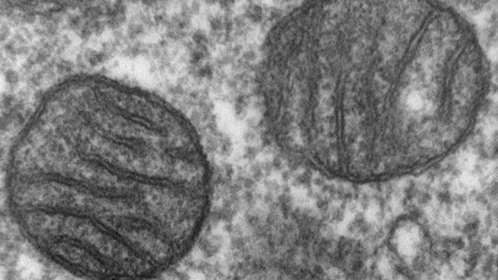 Duas mitocôndrias em micrografia eletrônica de pulmão de mamífero, com as dobras internas da membrana visíveis