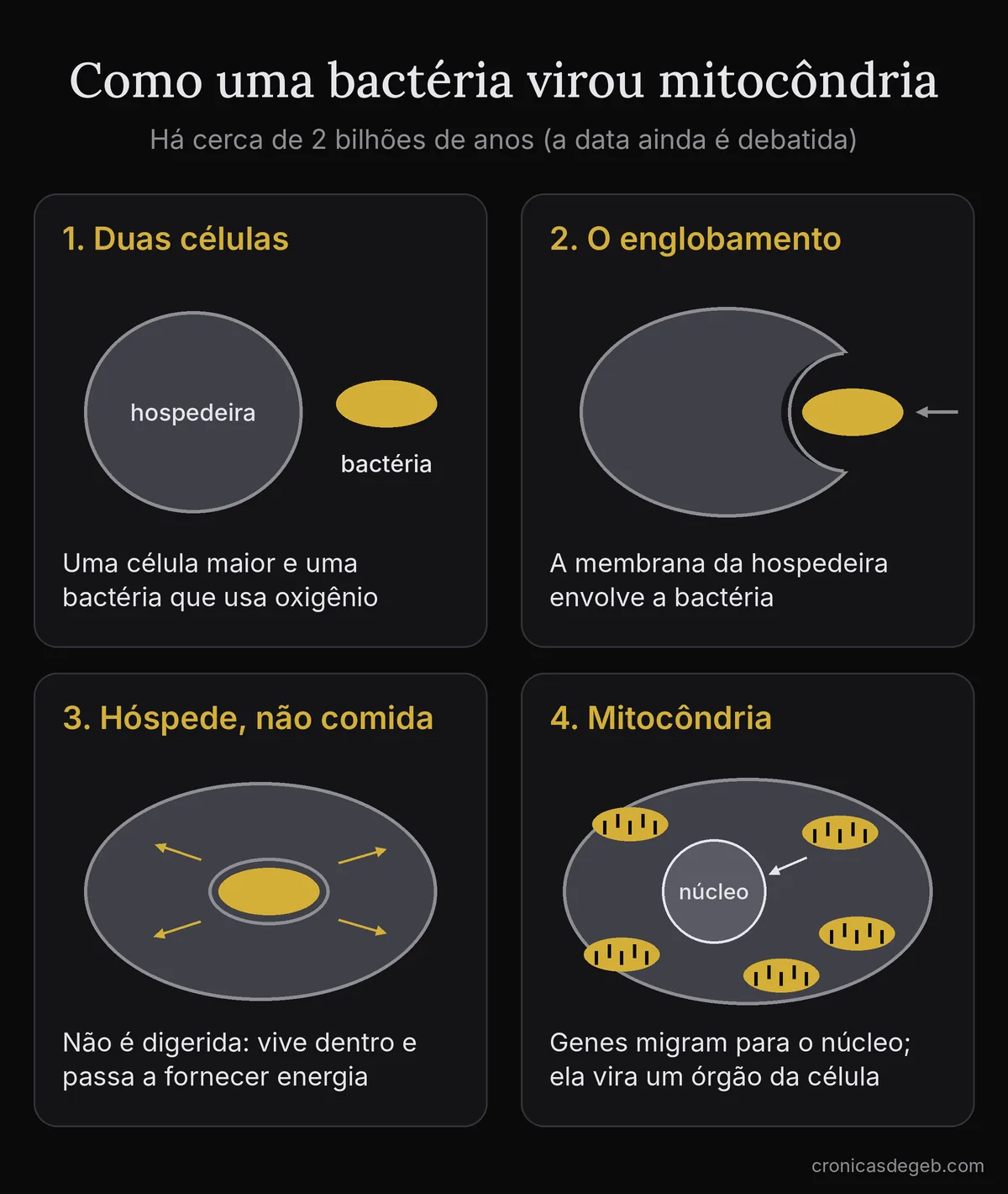Diagrama em quatro etapas: uma célula hospedeira e uma bactéria, o englobamento, a bactéria vivendo dentro com duas membranas, e a célula com núcleo e várias mitocôndrias