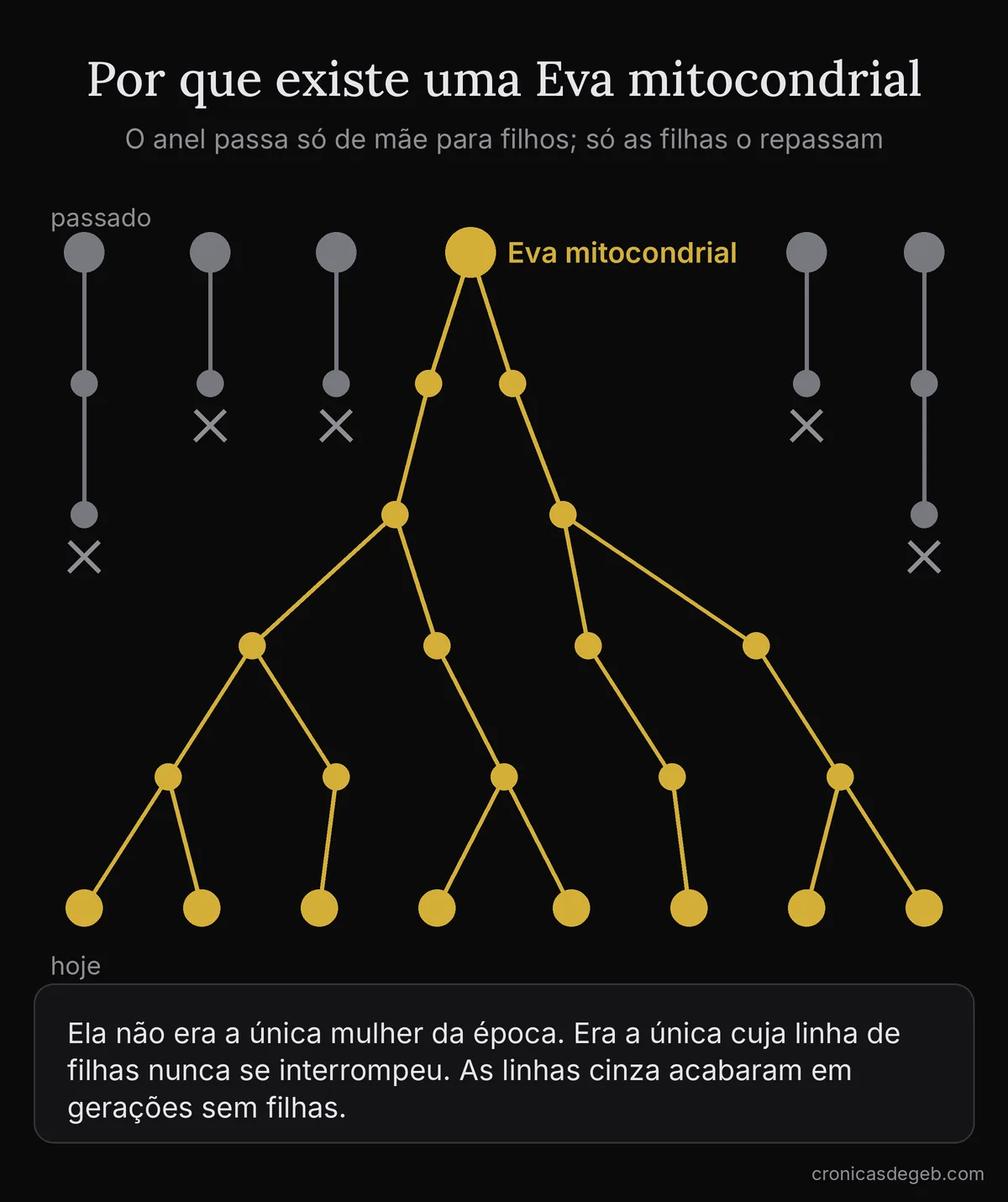Árvore genealógica de linhagens maternas: várias mulheres no passado, cujas linhas se interrompem, e uma única, a Eva mitocondrial, de quem descendem todas as pessoas de hoje