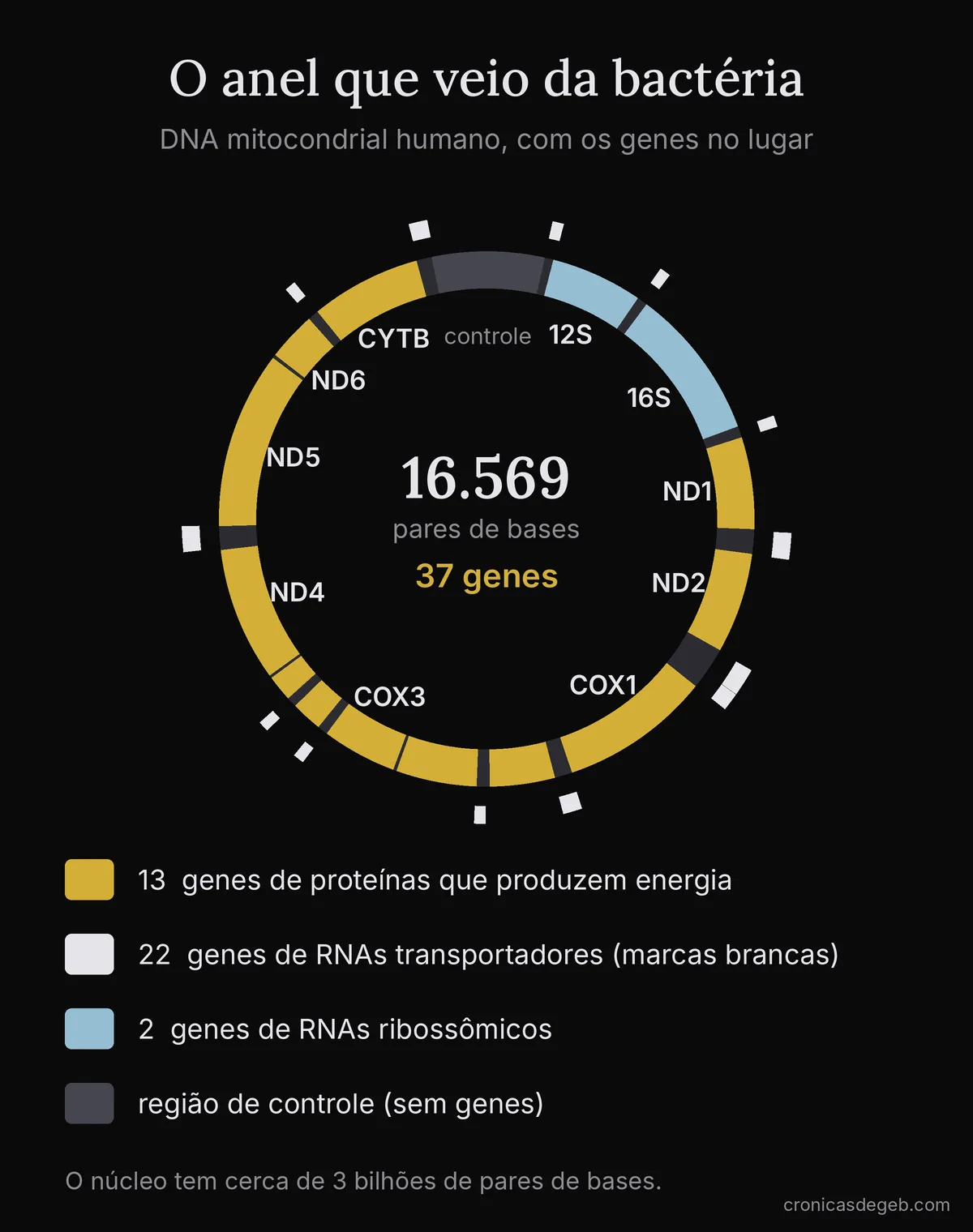 Mapa circular do DNA mitocondrial humano com 16.569 pares de bases e 37 genes: 13 de proteínas, 22 de RNAs transportadores e 2 de RNAs ribossômicos